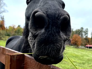 Walking from Proctorsville, VT to Ludlow. I love you black beauty. 🖤